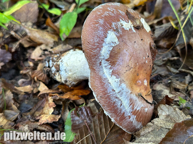 Schleiereule, Blaugestiefelter Schleimkopf, Cortinarius praestans