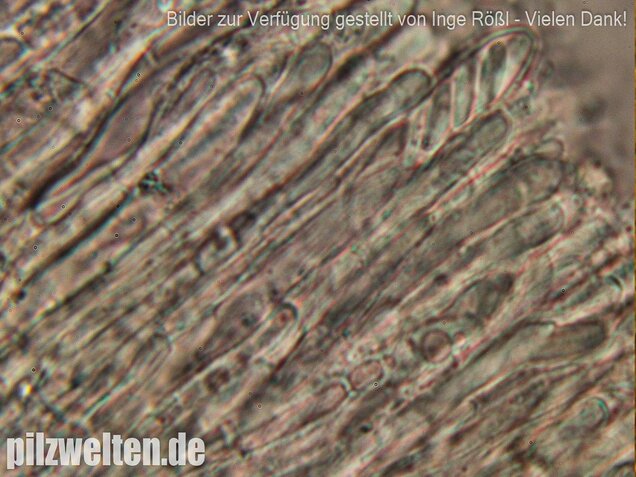 Schwarzweißes Filzbecherchen, Tapesia lividofusca