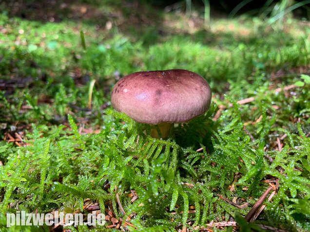 Stachelbeertäubling, Russula queletii