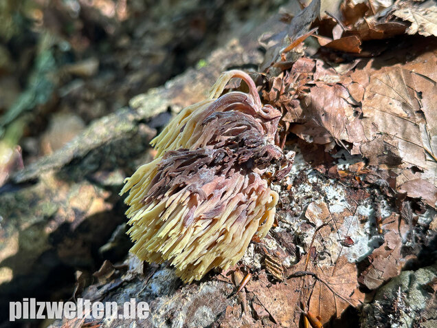 Steife Koralle, Ramaria stricta var. violaceotincta