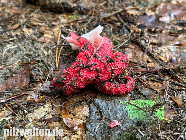 Tintenfischpilz, Clathrus archeri