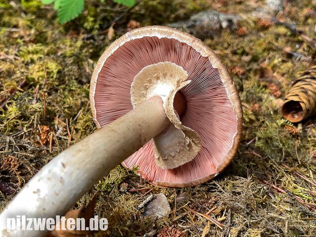 Kleiner Waldchampignon, Agaricus silvaticus
