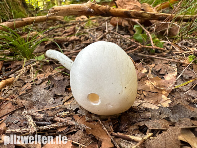 Kegelhütiger Knollenblätterpilz, Amanita virosa