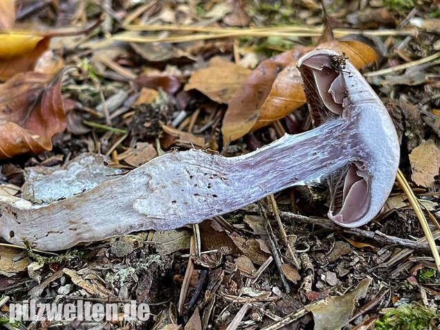 Wohlriechender Gürtelfuß, Cortinarius torvus