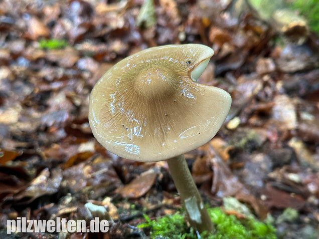 Wurzelnder Schleimrübling, Grubiger Wurzelrübling, Hymenopellis radicata
