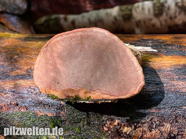 Zimtfarbener Weichporling, Hapalopilus rutilans