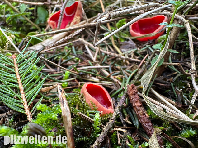 Scharlachroter Kelchbecherling, Österreichischer Prachtbecherling, Sarcoscypha austriaca & coccinea