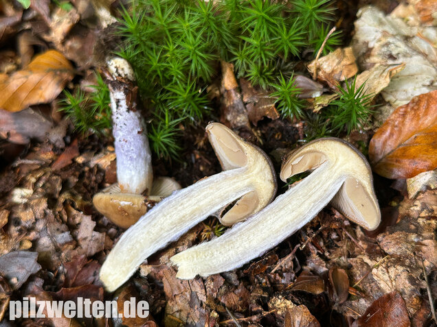 Honigschleimfuß, Runzeliggeriefter Schleimfuß, Cortinarius stillatitius