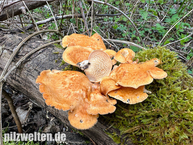 Bienenwabenporling, Waben-Stielporling, Neofavolus alveolaris