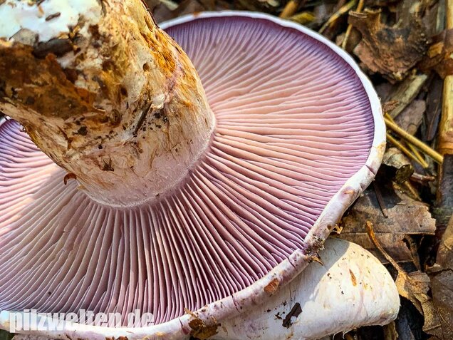 Bocksdickfuß, Cortinarius camphoratus