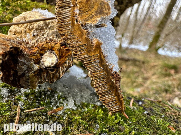 Braune Borstentramete, Braune Auentramete, Coriolopsis gallica