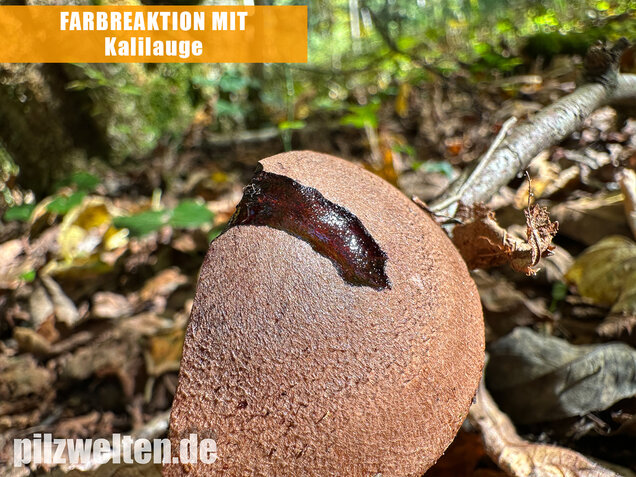 Braunschuppiger Ritterling, Feinschuppiger Ritterling, Tricholoma imbricatum