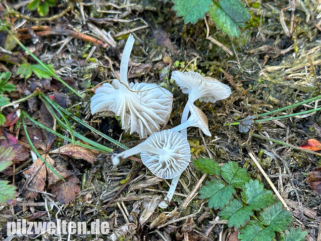 Ellerlings-Scheinhelmling, Rasenscheinhelmling, Hemimycena mairei