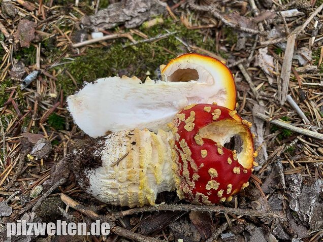 Fliegenpilz, Amanita muscaria