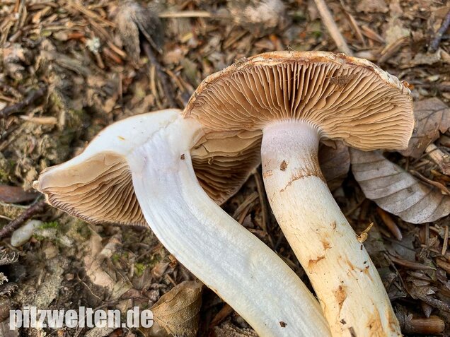 Fuchsigbrauner Schleimkopf, Cortinarius vulpinus