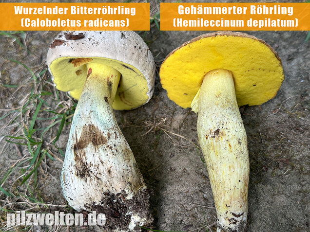 Gehämmerter Röhrling, Hemileccinum depilatum