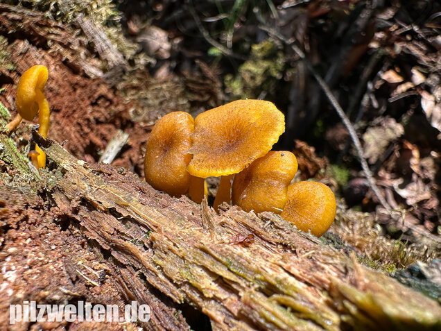 Gelbblättriger Holznabeling, Chrysomphalina chrysophylla