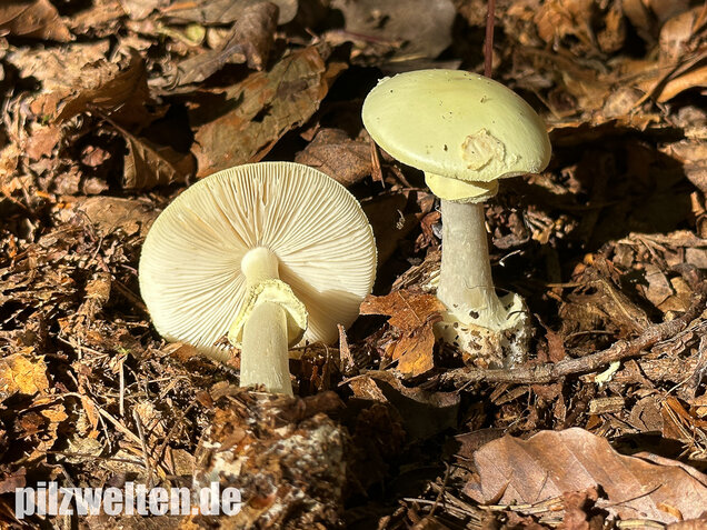 Gelber Knollenblätterpilz, Amanita citrina