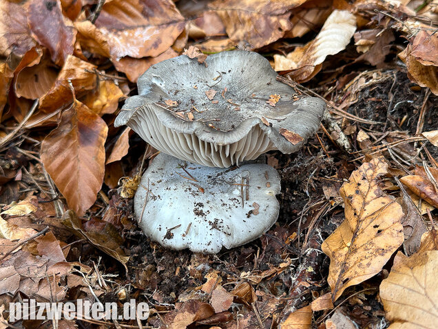 Märzschneckling, Märzellerling, Hygrophorus marzuolus