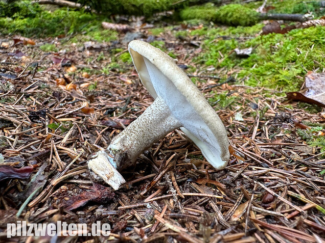 Maiporling, Bewimperter Stielporling, Lentinus substrictus