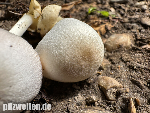 Mausgrauer Scheidling, Volvariella murinella