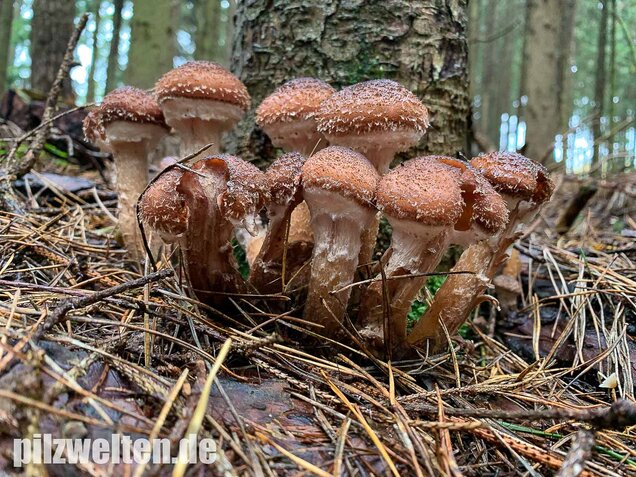 Nadelholzhallimasch, Armillaria ostoyae