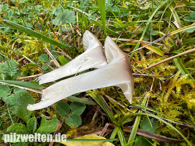 Ockerblasser Jungfernellerling, Cuphophyllus ochraceopallidus