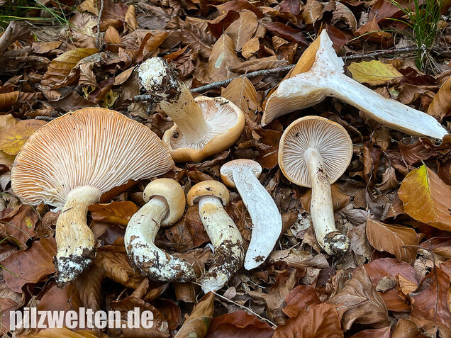 Orangeschneckling, Terpentinschneckling, Hygrophorus pudorinus