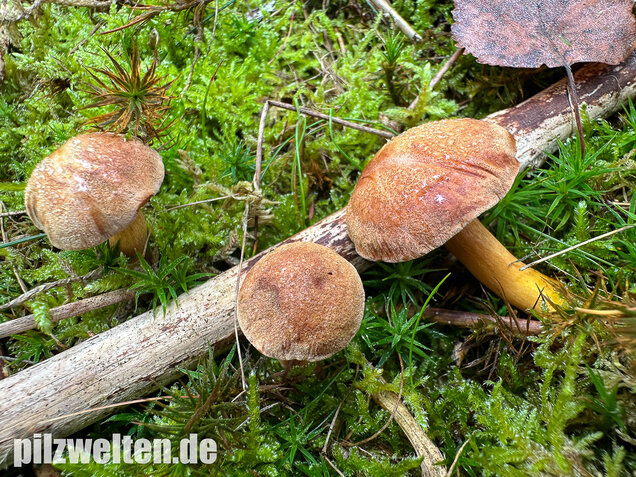 Pfefferröhrling, Chalciporus piperatus