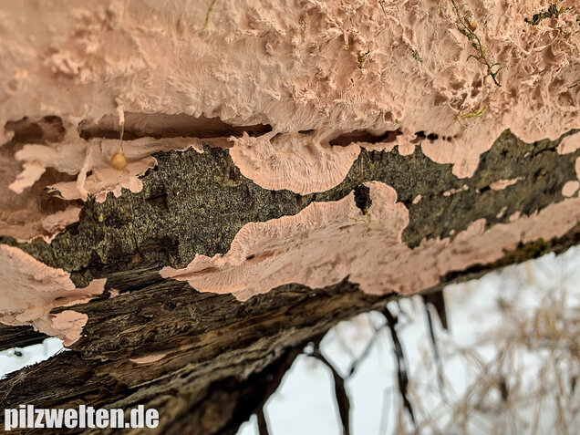 Rosafarbener Rindenpilz, Laeticorticium roseum