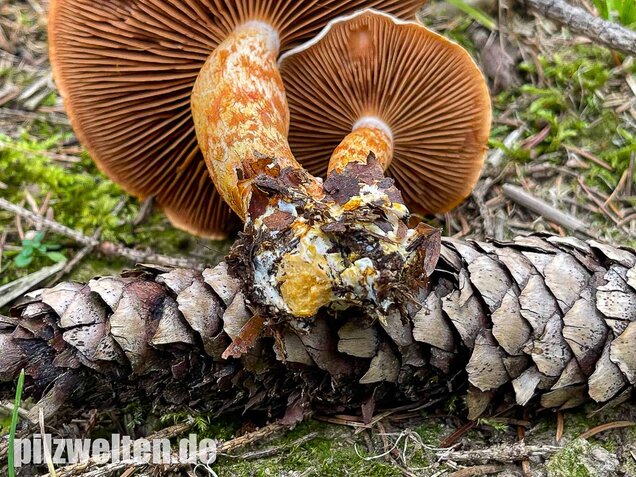 Rotschuppiger Raukopf, Cortinarius bolaris