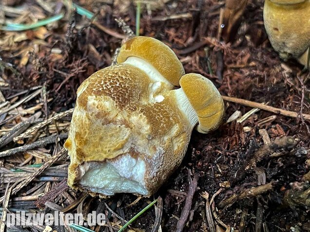 Samtfußkrempling, Tapinella atrotomentosa