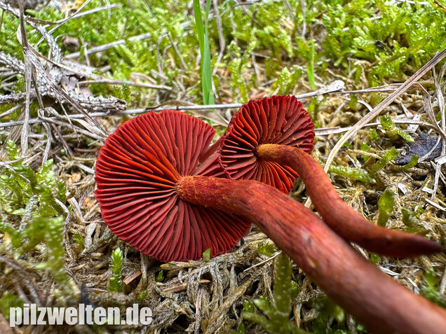 Blutroter Hautkopf, Bluthautkopf, Cortinarius sanguineus