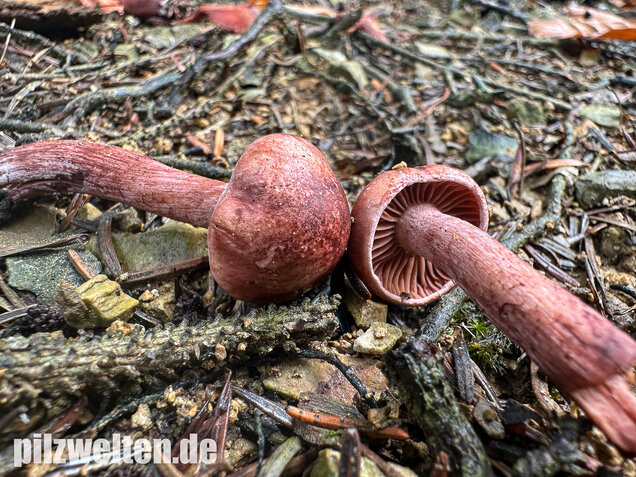 Weinroter Purpur-Schneckling, Hygrophorus capreolarius
