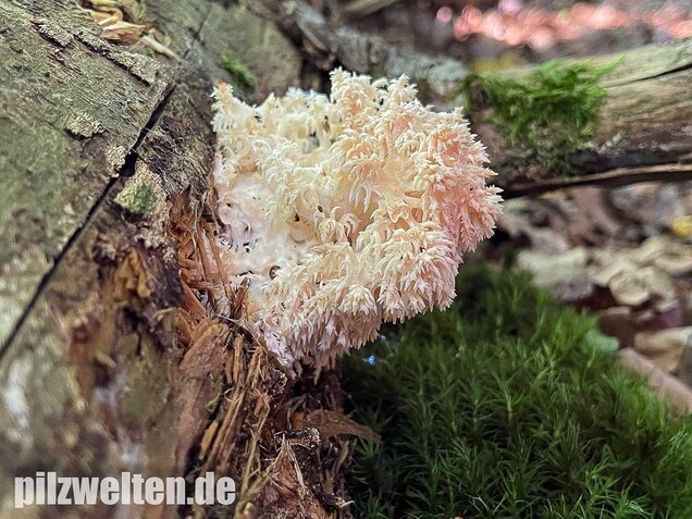 Ästiger Stachelbart, Hericium coralloides