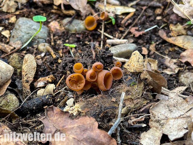 Anemonenbecherling, Sklerotienbecherling, Dumontinia tuberosa