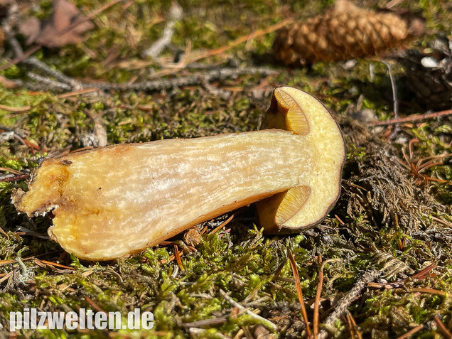 Brauner Filzröhrling, Braune Ziegenlippe, Xerocomus ferrugineus