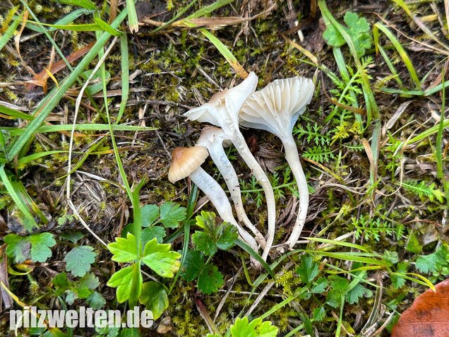 Dunkelscheibiger Ellerling, Hygrocybe virginea var. fuscescens