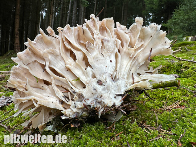 Breitblättrige Glucke, Sparassis brevipes