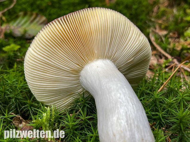 Buckeltäubling, Russula caerulea