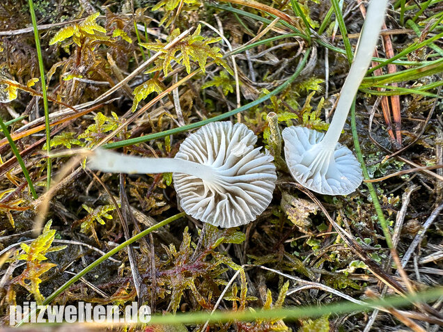 Ellerlings-Scheinhelmling, Rasenscheinhelmling, Hemimycena mairei