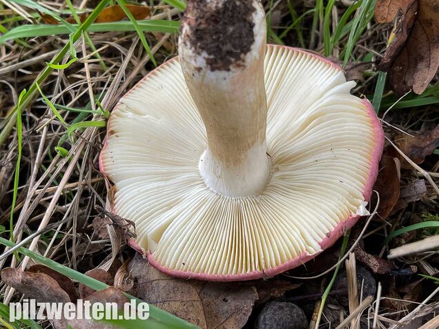 Heringstäubling, Fleischfarbener Heringstäubling, Russula xerampelina