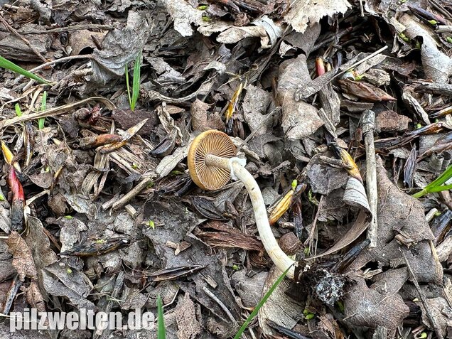 Frühlings-Glockenschüppling, Conocybe aporos