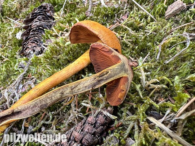 Orangerandiger Hautkopf, Cortinarius malicorius