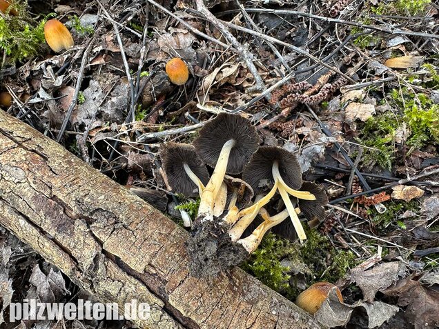 Glimmertintling, Coprinellus micaceus