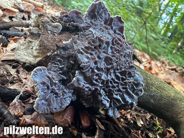 Gezonter Ohrlappenpilz,  Auricularia mesenterica