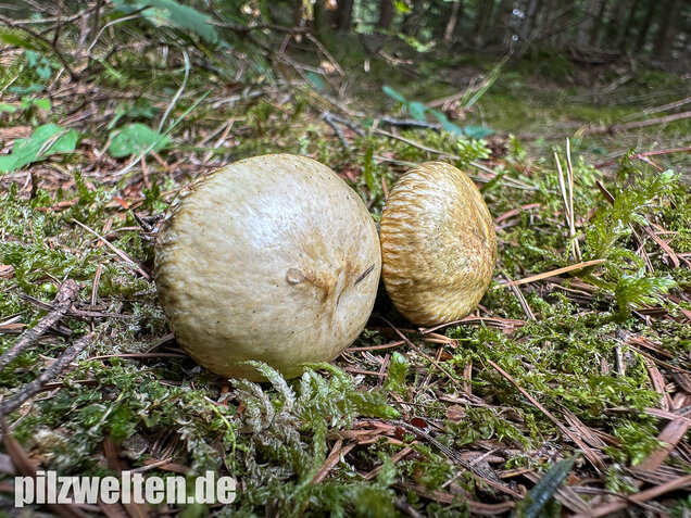 Gelbfleischiger Lärchenröhrling, Bresadolas Lärchenröhrling, Suillus bresadolae