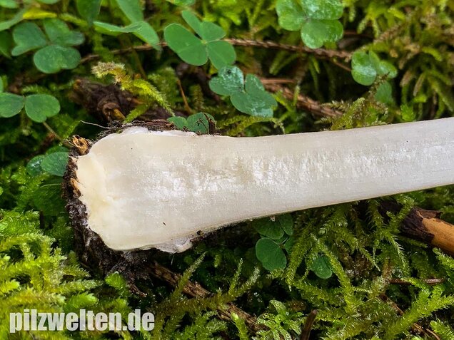 Großer Scheidling, Volvopluteus gloiocephalus