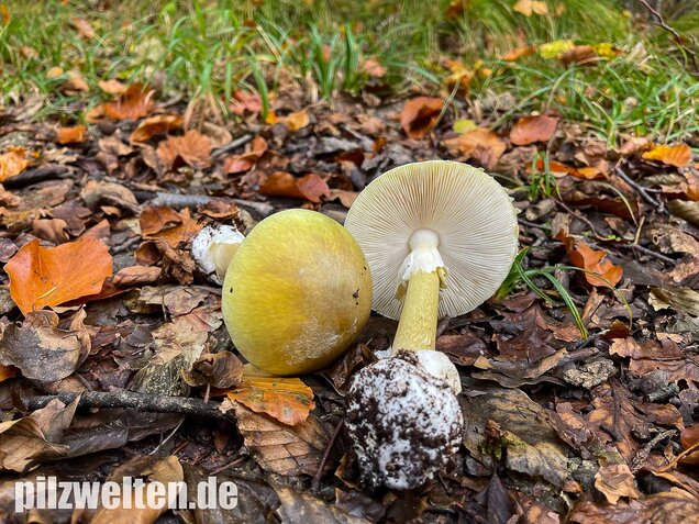 Grüner Knollenblätterpilz, Amanita phalloides