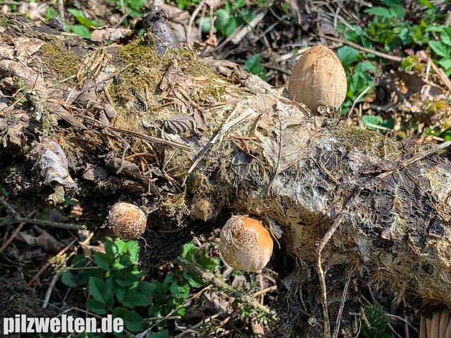 Haustintling, Coprinellus domesticus